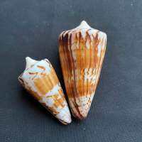 เปลือก Conus ที่หายาก สำหรับตกแต่งบ้านและสะสม 4-7cm ai mao