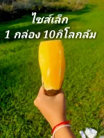 ไซส์เล็ก 1 กล่อง 10 กิโลกรัม บัวหิมะดอยอ่างขาง