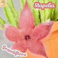 [เก๋งจีน ดอกดาวแดง ขนกำมะหยี่] Stapelia Grandiflora ส่งพร้อมกระถาง แคคตัส Cactus Succulent Haworthia Euphorbia ไม้หายาก พืชอวบน้ำ ไม้หนาม ไม้ทะเลทราย กระบองเพชร