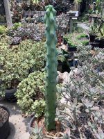 ต้นกระบองเพชร ต้นกระบองเพชรนมพันเต้า ต้นนมพันเต้า กระบองเพชร แคคตัส cactus ขนาดกระถาง 8 นิ้ว กระบองเพชรนมพันเต้า