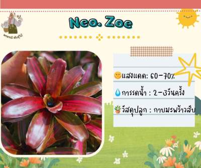 สับปะรดสี Neo Zoe (หน่อ)
