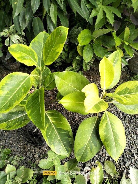 Lemon Lime Rubber Tree Max height 2FT Lazada PH