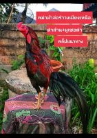 ไข่เชื้อสำหรับฟักไข่ไก่ชนพม่าม้าล่อรำงเมีองเหนือเจ้าหยกดำ
