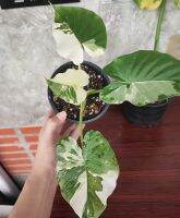 รอฟ้าเปิด ราคากลับมาเหมือนเดิม Alocasia Okinawa Silver บอนโอกินาวา ด่างสวยๆ ฟอร์มสวย ใบล่าสุดมาอย่างแจ่ม อยู่ในกระถาง 8 นิ้ว รากเดินดี พร้อมตั้งแม่ได้เลย ทรงดี มีอนาคต #โอกินาว่า #Okinawasilver