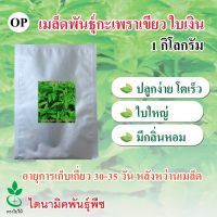 เมล็ดพันธุ์กะเพรา ใบเงิน ตรา ใบไม้ ขนาด 1 กก. จำนวน 1 ซอง จาก ไดนามิคพันธุ์พืช Holy Basil seeds (Baingein) 1 kgs from Dynamic Seeds