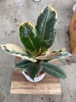 Ficus Elastica A+ (rubber plant) ? pot 5” ต้นยางอินเดียใบด่างขาว +กระถางสีขาว5นิ้วพร้อมถาดรอง ?พร้อมจัดส่ง สูงวัดจากพื้น25-35 cm. #ต้นไม้ฟอกอากาศ #ของขวัญ #airpurifier