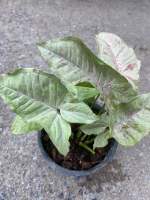 Syngonium Milk Confitti (ฉายาน้องนมชมพู) กระถาง 5 นิ้ว