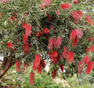 ต้นหลิวแปรงล้างขวด สี (แดง) ❤️ โปรวันนี้ ซื้อ5️⃣แถม1️⃣ฟรี เป็นไม้ยืนต้นขนาดเล็กชนิดหนึ่ง ที่นำมาปลูกกันเป็นไม้ประดับทความงามของทรงต้น กิ่ง ใบ ดอกออกที่ยอดกิ่ง คล้ายแปรงล้างขวด ปลูกประดับสวน เพราะรูปทรงสวย งาม ดอกมีสีสันสวยงาม