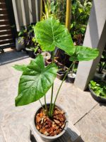 บอนหูช้างด่างเหลือง อโลคาเซีย Alocasia ไม้ด่าง