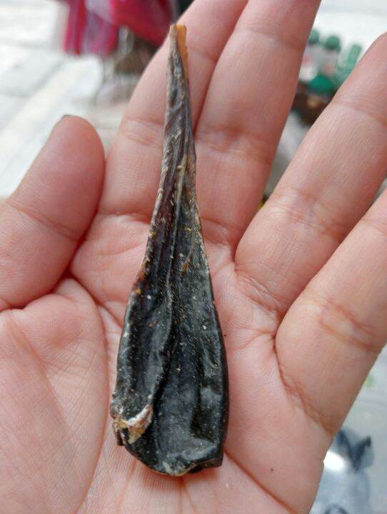 apdo Ng sawa,gamit sa gamutan,sa hika, diabetes,at mga malulubhang ...