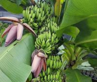 หน่อกล้วยประหลาด ออกเครือ 1-8 เครือต่อต้น กล้วยหอมมาฮอยเป็นกล้วยแปลกหายาก น่าสะสม