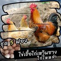 ไข่เชื้อไก่เหวินซางไหหลำ 5 ฟอง สำหรับฟัก