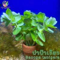 ปาป้าเขียว Bacopa lanigera(พร้อมกระถาง)