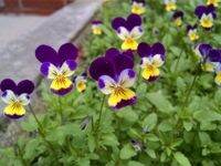 เมล็ดพัน ดอกไวโอล่า Viola บรรจุ 25 เมล็ด ดอกใบสามารถทานได้