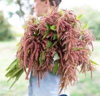 เมล็ดพันธุ์ผักโขม คอรัล ฟาวเทนน์ (Coral Fountain Amaranthus Seed) บรรจุ 200 เมล็ด ของแท้ คุณภาพดี ราคาถูก นำเข้าจากต่างประเทศ