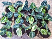 Alocasia black velvet ninja var