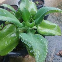 ไม้มงคล เศรษฐีพันล้านพร้อมปลูก  (Mother of Thousands ) เพื่อความเป็นสิริมงคล