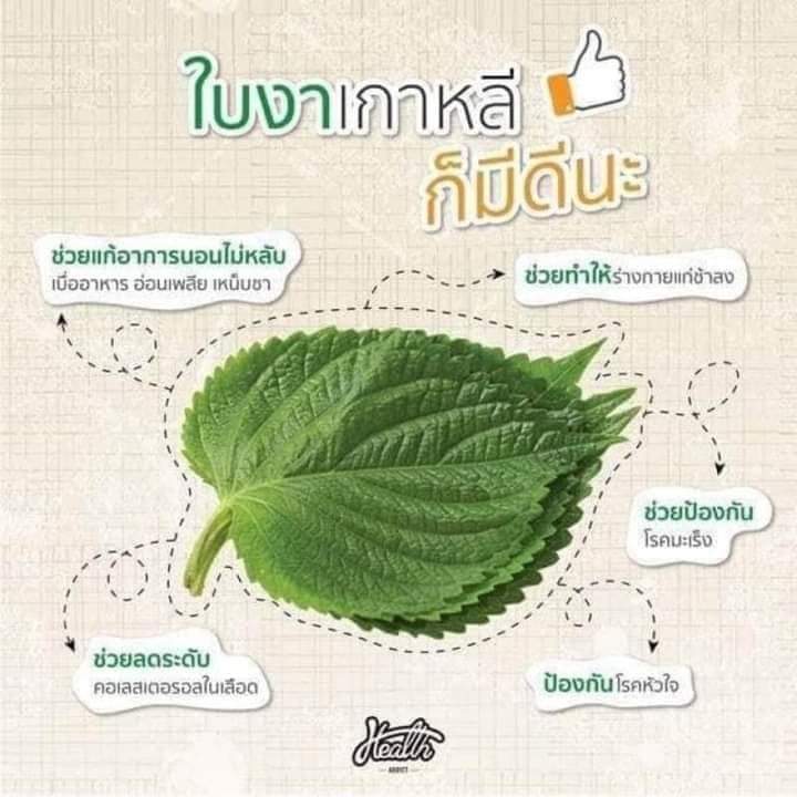 เมล็ดพันธุ์ใบชิโสะ-ใบงาเกาหลี-ชุดละ-100-เมล็ด