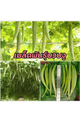 เมล็ดพันธุ์บวบงู(20เมล็ด)