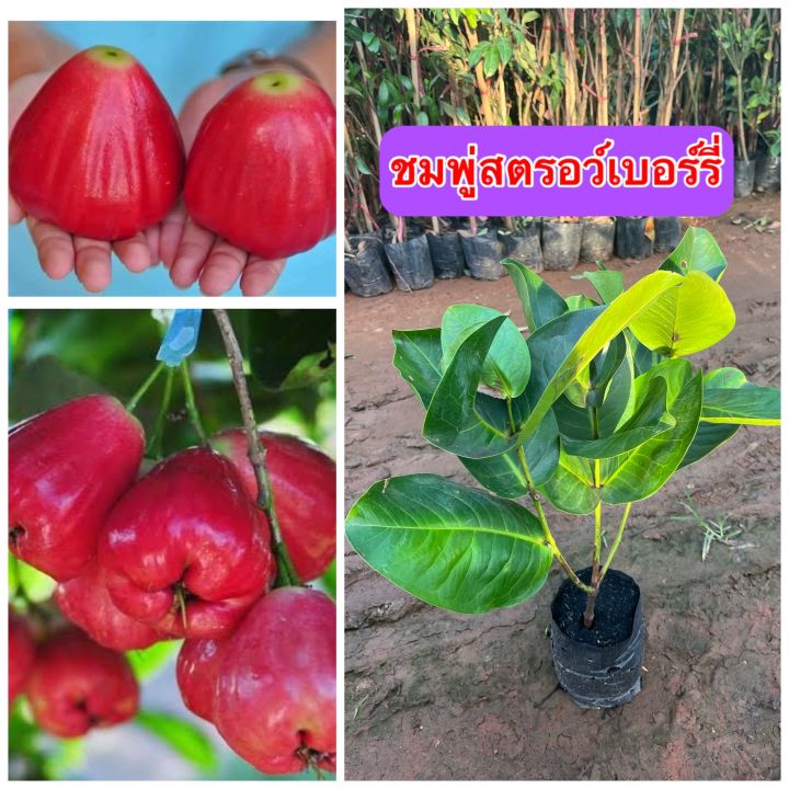 ต้นชมพู่สตรอว์เบอร์รี่-ผลไม่จากไต้หวันสู้ไทย-มีผลแดงรสหวานกรอบ