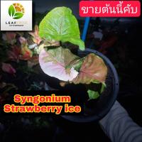 syngonium strawberry ice ไหลมาเทมา