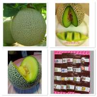 เมล็ด เมล่อน ซึเนโอะ ( Melon Suneo Seed) บรรจุ 12 เมล็ด