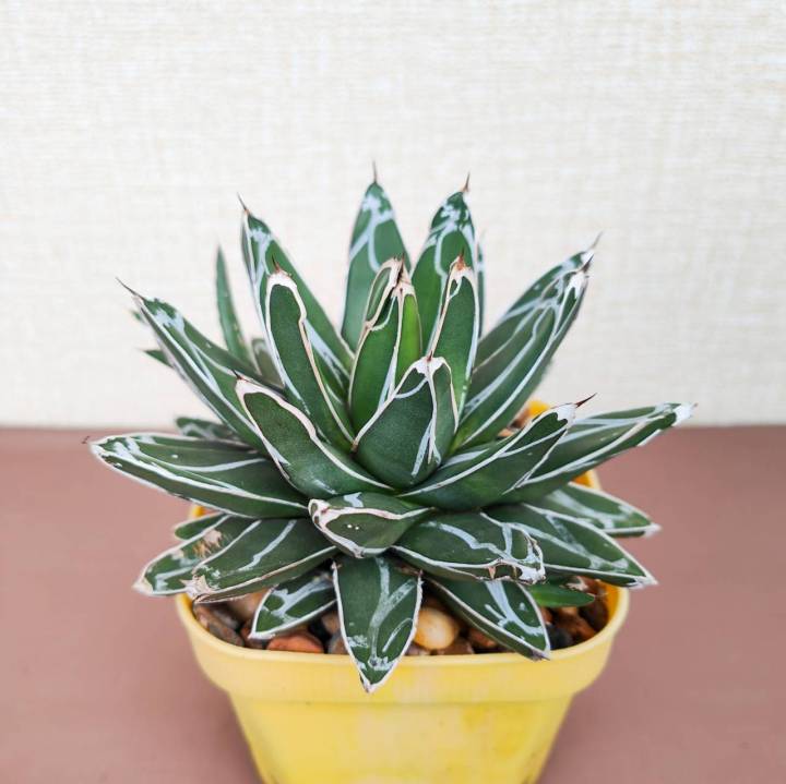 อากาเว่-วิคตอเรีย-agave-victoriae-reginae