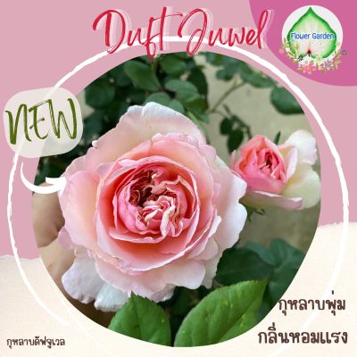 กุหลาบ Duft Juwel (ดัฟจูเวล) กลิ่นหอม ดอกใหญ่ กุหลาบพุ่ม