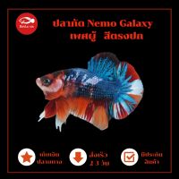 ปลากัด HMPK Nemo Galaxy ตรงปกตัวในรูป เพศผู้ เลี้ยงสวยงาม มีประกันสินค้า เก็บปลายทางได้