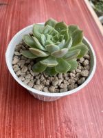 Echeveria Onslow กุหลาบหิน ไม้อวบน้ำ