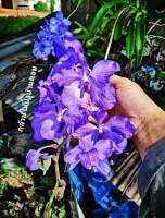 ฟ้ามุ่ย ( vanda coerulea )
ฟ้ามุ่ย กล้วยไม้กลุ่มสกุล Vanda ทางร้านมีจำหน่ายฟ้ามุ่ยของป่าไทยแท้ๆที่พักเลี้ยงจนรากเดินดีแล้ว