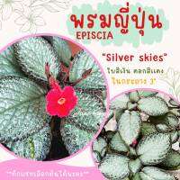 พรมญี่ปุ่น "ซิลเวอร์ สกาย" (silver skies) ดอกสีเเดง ใบสีเงิน สวยมาก ค่าส่งถูกๆ