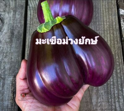 มะเขือม่วงยักษ์ 📌 เมล็ดพันธุ์มะเขือม่วงยักษ์ Eggplant Black Diamond บรรจุ 20 เมล็ด 10 บาท🍆มะเขือ