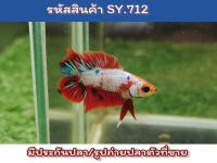 ปลากัดนีโม่สองหาง (Young Male Nemo DT) เพศผู้ เป็นปลารุ่นสีเต็มขนาด1.3-1.4 นิ้ว นำไปเลี้ยงขุนต่อจะโต จะสีเต็มสวยขึ้นอีกเยอะ