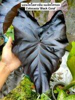 บอนโคโลคาเซีย แบล็คโครอล Colocasia Black Coral ส่งพร้อมกระถาง 4นิ้ว