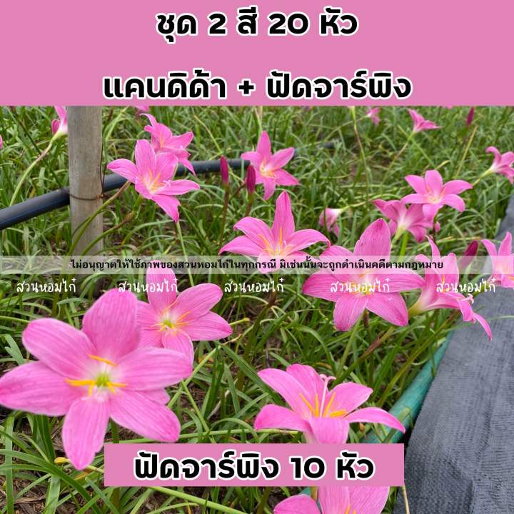 ชุด2สี-20หัว-แคนดิด้า-ฟัดจาร์พิง