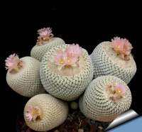 [ถูกที่สุด]อิพิเทลันทาโบกิไอ,Epithelantha Bokei, Epithelantha Micromeris, cactus succulent,แคคตัสอิพิเทลันทาไมโครเมอริส กระบองเพชร ไม้อวบน้ำ