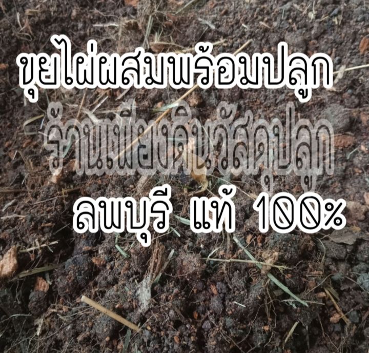 05-ดินขุยไผ่ผสม-ถุงละ-3-กิโลซื้อ-5-ถุงแถมฟรี-1-ถุงสูตรนี้ปลูกไม้ด่างได้-แกะถุงใช้งานได้เลย-ดินปลูกต้นไม้-ดินราคาถูก-มูลไส้เดือน-ปุ๋ยอินทรีย์-ไม้ด่าง-ไม้กระแส-บอนสี-บอนกระดาด