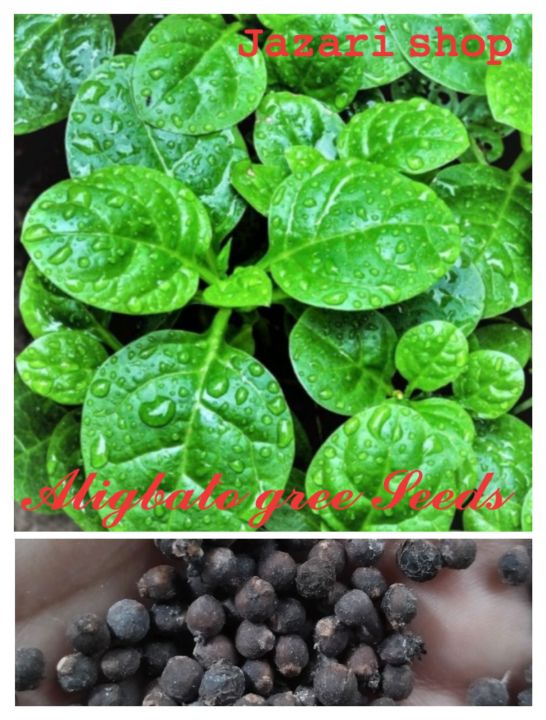 Alugbati Green(basella)25 Seeds | Lazada PH