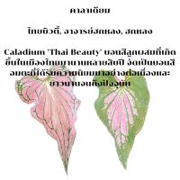 บอนสี,ไทยบิ้วตี้,ฮกหลง