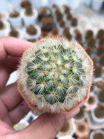 คามิเน่โรสโกลว์ Mammillaria Carmenae Rose gold