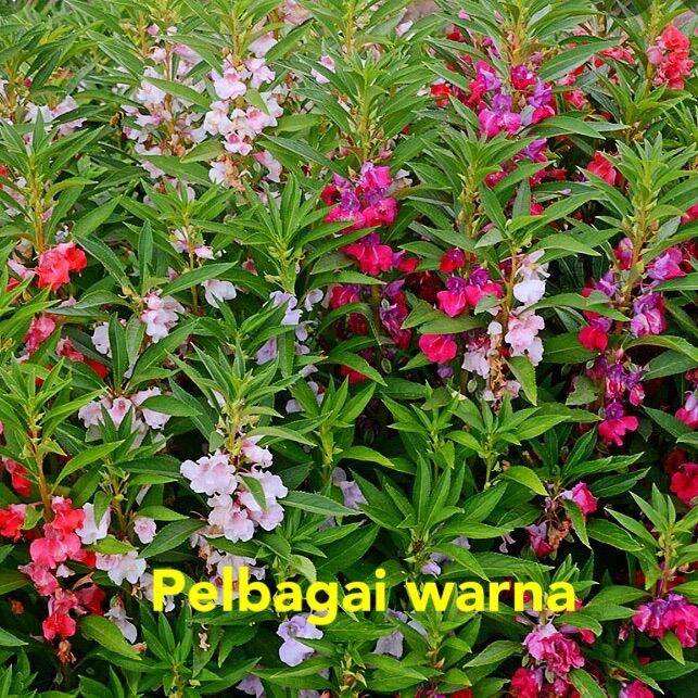 Biji Benih Pokok Bunga Keembong Mix Color Balsam Flower 凤仙花种子 Lazada