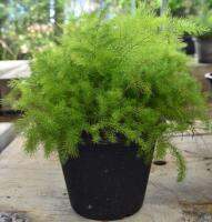 ต้นปริกน้ำค้าง Asparagus densiflorus (Kunth) Jessop

ไม้ฟอกอากาศ(ส่งพร้อมกระถาง5นิ้ว)​