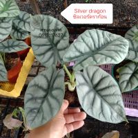 ซิลเวอร์ดราก้อน Alocasia Silver dragon ไม้ฟอกอากาศ ใบสวย สวนลุงแท็ค