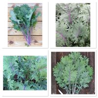 เมล็ดพันธุ์ เคล แดงรัสเซีย (Red Russian Kale Seed) บรรจุ 400 เมล็ด คุณภาพดี ราคาถูก ของแท้ 100%