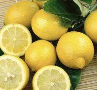 ต้นมะนาวยูเรก้าเลม่อน Eureka Lemon (Japan) มะนาวยูเรก้าเลม่อน เปลือกผลหอม กิ่งตอน ต้นสูง 45-55 ซม. ในกระถาง 11 นิ้ว ผลกลมรีและยาว เมื่อแก่หรือสุกเป็นสีเหลือง เปลือกมีกลิ่นหอมเฉพาะตัว