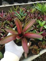 Zoe สายรุ้ง สับปะรดสี#bromeliad# นีโอ#neo# ต้นไม้สวยงาม# ไม้ประดับ# ตกแต่งบ้าน#bromeliad# ไม้ประดับ# ไม้มงคล# ขายถูก# ต้นไม้ทนแล้ง