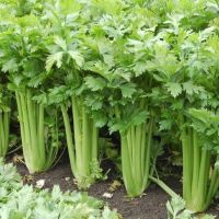 เมล็ดพันธุ์ คื่นฉ่ายฝรั่ง หรือ เซอราลี่ เซเลอรี่ พันธุ์กรีนนิว (Celery "Green New") บรรจุ100 เมล็ด