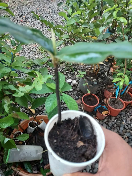 Mabolo Kamagong Tree Giant Seedling Lazada Ph