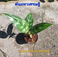 ต้นมหาเศรษฐี